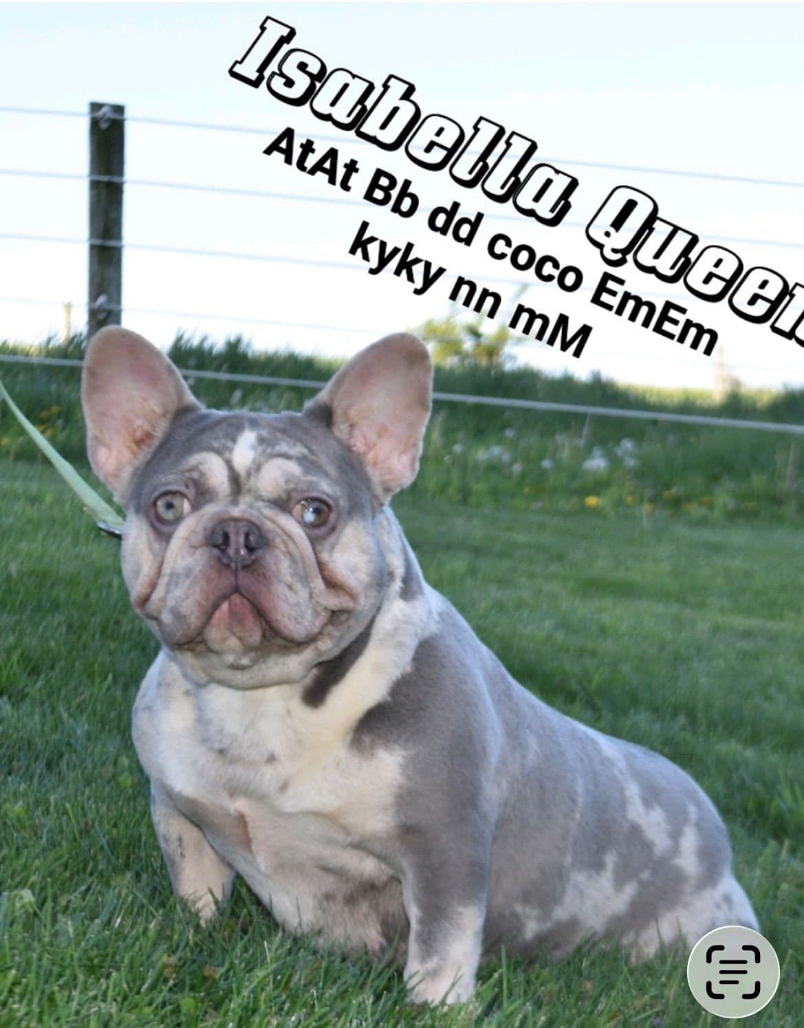 Genetic Health Tested❤️French Bulldog Pups❤️Text or call 717-837-9127 breeder image 5