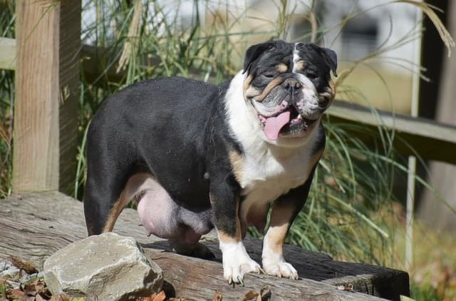 ENGLISH BULLDOG PUPPIES🐾🐶 CALL 223-221-0040 media 12