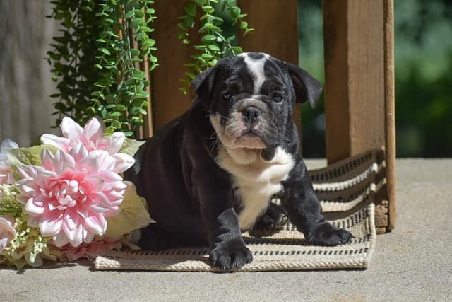ENGLISH BULLDOG PUPPIES🐾🐶 CALL 223-221-0040 media 4