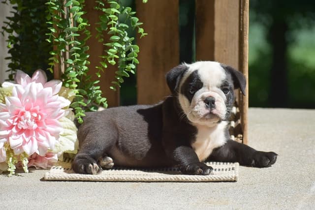 ENGLISH BULLDOG PUPPIES🐾🐶 CALL 223-221-0040 media 11