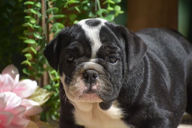 ENGLISH BULLDOG PUPPIES🐾🐶 CALL 223-221-0040 media 2