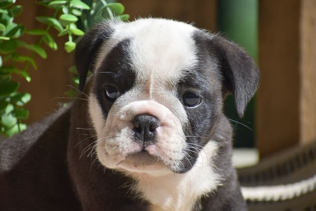 ENGLISH BULLDOG PUPPIES🐾🐶 CALL 223-221-0040 media 8