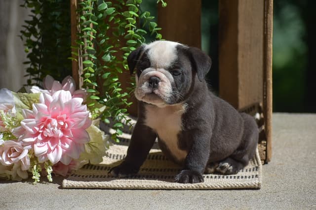 ENGLISH BULLDOG PUPPIES🐾🐶 CALL 223-221-0040 media 9