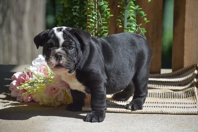 ENGLISH BULLDOG PUPPIES🐾🐶 CALL 223-221-0040 media 5