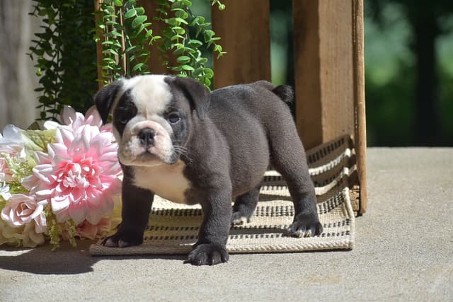 ENGLISH BULLDOG PUPPIES🐾🐶 CALL 223-221-0040 media 10