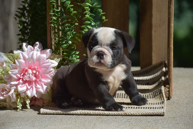 ENGLISH BULLDOG PUPPIES🐾🐶 CALL 223-221-0040 media 7