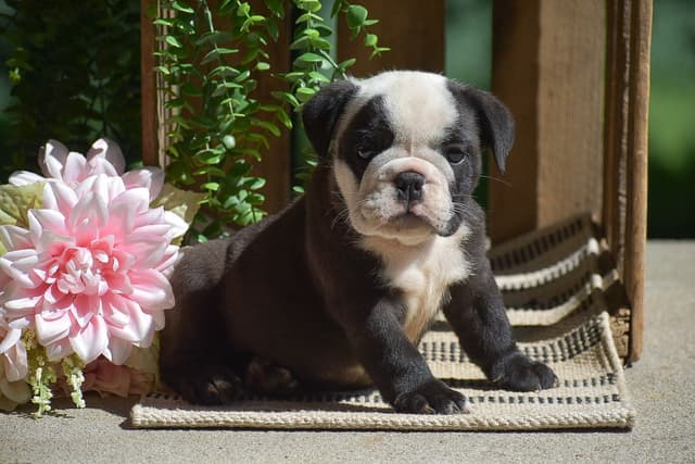 ENGLISH BULLDOG PUPPIES🐾🐶 CALL 223-221-0040 media 6
