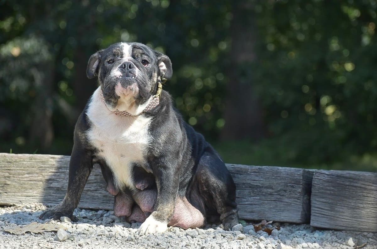 ENGLISH BULLDOG PUPPIES🐾🐶 CALL 223-221-0040 breeder image 2