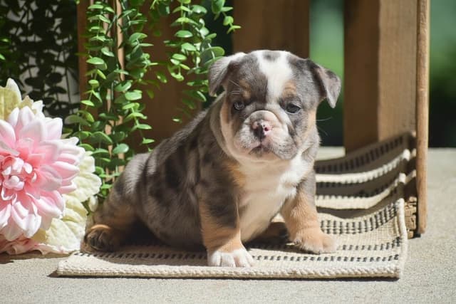ENGLISH BULLDOG PUPPIES🐾🐶 CALL 223-221-0040 media 2