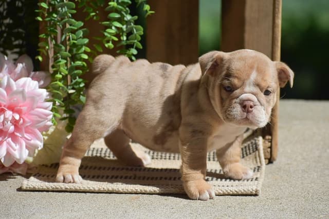 ENGLISH BULLDOG PUPPIES🐾🐶 CALL 223-221-0040 media 8