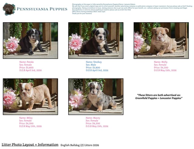 ENGLISH BULLDOG PUPPIES🐾🐶 CALL 223-221-0040 media 19