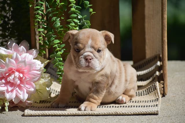 ENGLISH BULLDOG PUPPIES🐾🐶 CALL 223-221-0040 media 6