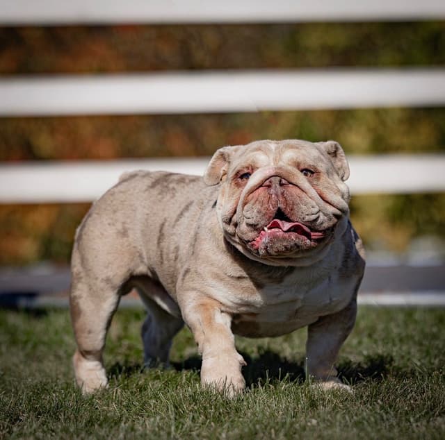 ENGLISH BULLDOG PUPPIES🐾🐶 CALL 223-221-0040 media 18