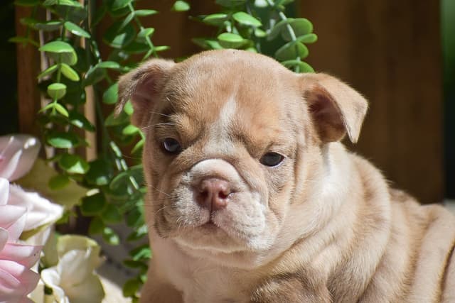 ENGLISH BULLDOG PUPPIES🐾🐶 CALL 223-221-0040 media 7