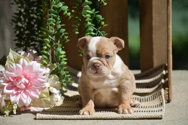 ENGLISH BULLDOG PUPPIES🐾🐶 CALL 223-221-0040 media 12