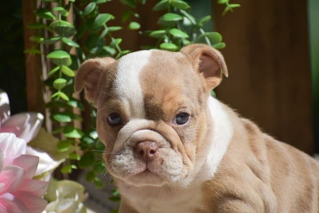 ENGLISH BULLDOG PUPPIES🐾🐶 CALL 223-221-0040 media 13