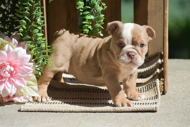 ENGLISH BULLDOG PUPPIES🐾🐶 CALL 223-221-0040 media 14