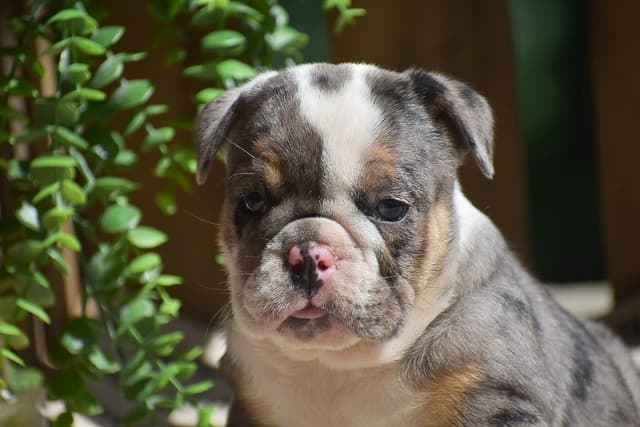 ENGLISH BULLDOG PUPPIES🐾🐶 CALL 223-221-0040 media 3