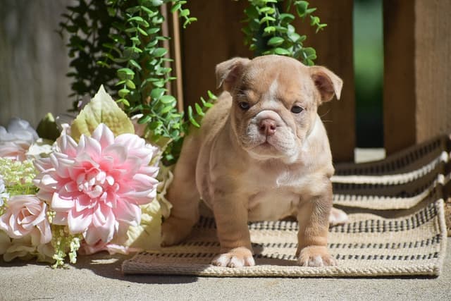 ENGLISH BULLDOG PUPPIES🐾🐶 CALL 223-221-0040 media 9