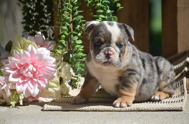 ENGLISH BULLDOG PUPPIES🐾🐶 CALL 223-221-0040 media 4