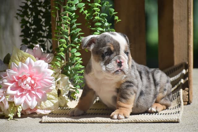 ENGLISH BULLDOG PUPPIES🐾🐶 CALL 223-221-0040 media 5