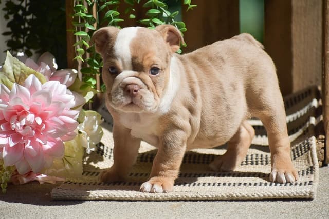 ENGLISH BULLDOG PUPPIES🐾🐶 CALL 223-221-0040 media 15