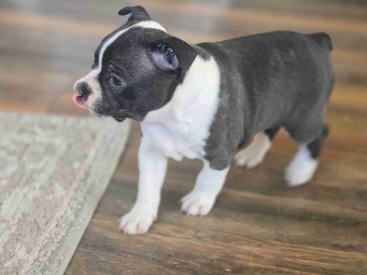 Boston Terrier Puppies breeder image 2