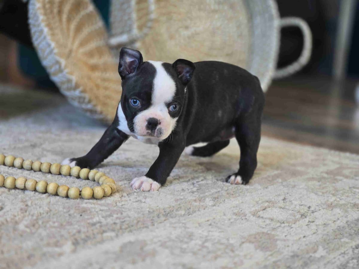 Boston Terrier Puppies breeder image 1