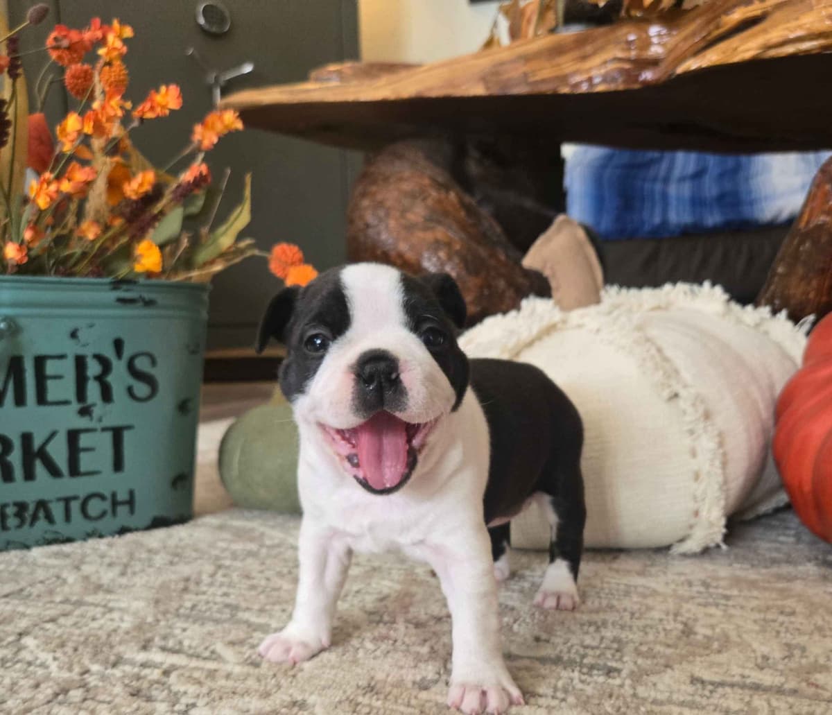 Boston Terrier Puppies breeder image 4
