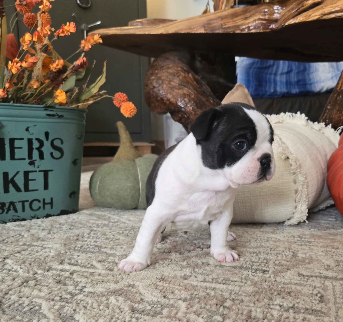 Boston Terrier Puppies breeder image 6