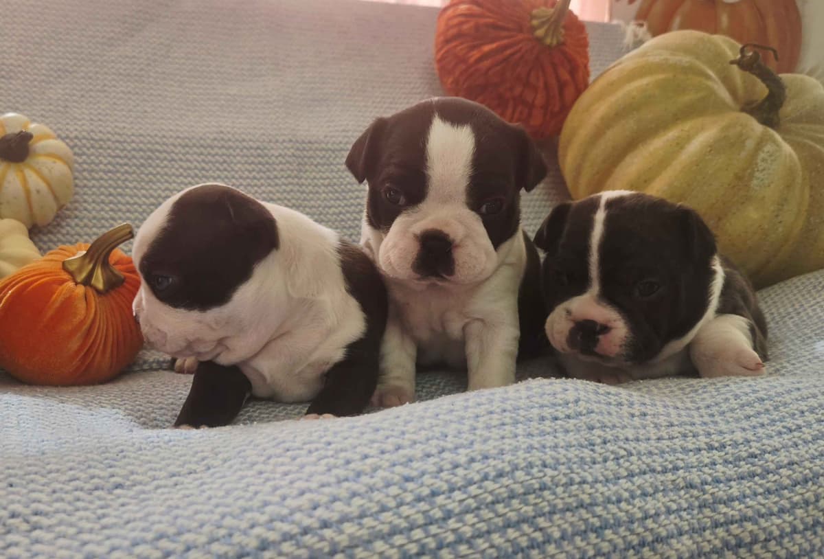 Boston Terrier Puppies breeder image 7