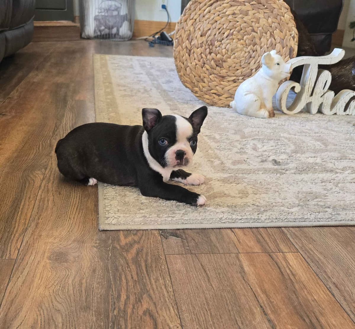 Boston Terrier Puppies breeder image 8