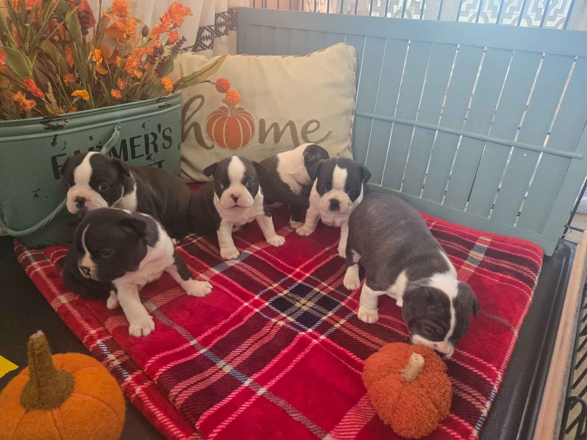 Boston Terrier Puppies breeder image 10