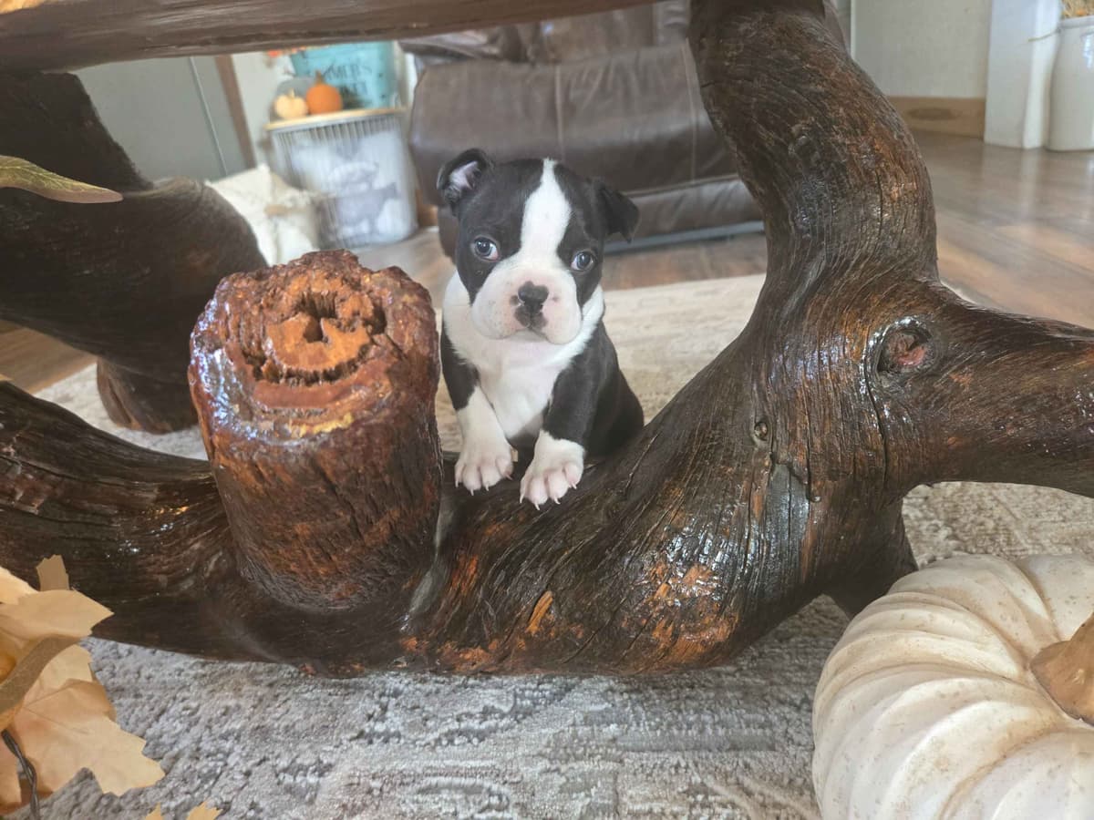 Boston Terrier Puppies breeder image 9