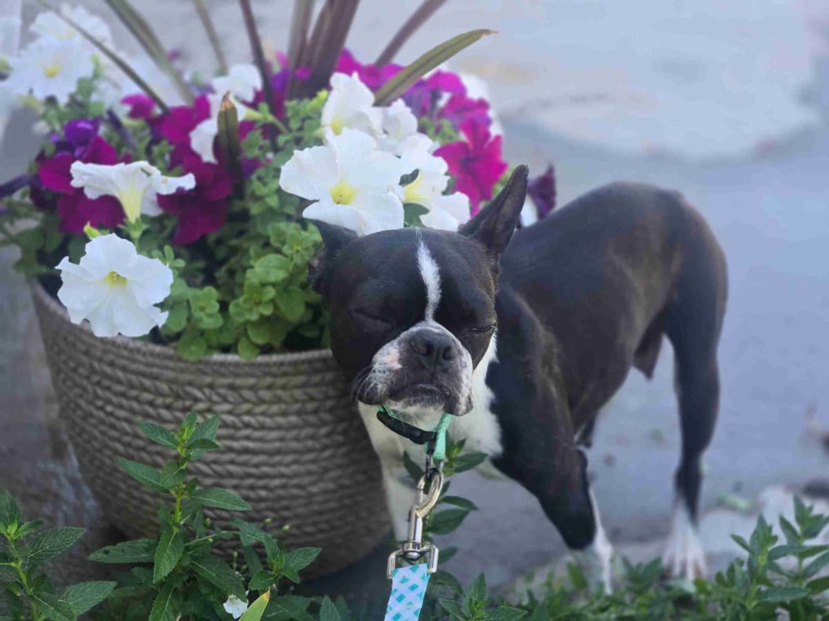 Boston Terrier Puppies breeder image 13