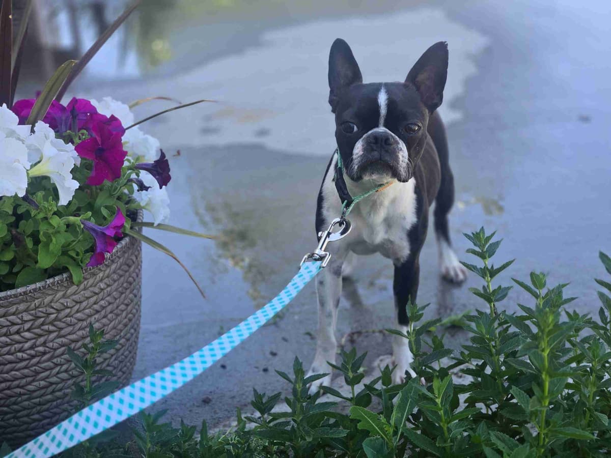 Boston Terrier Puppies breeder image 17