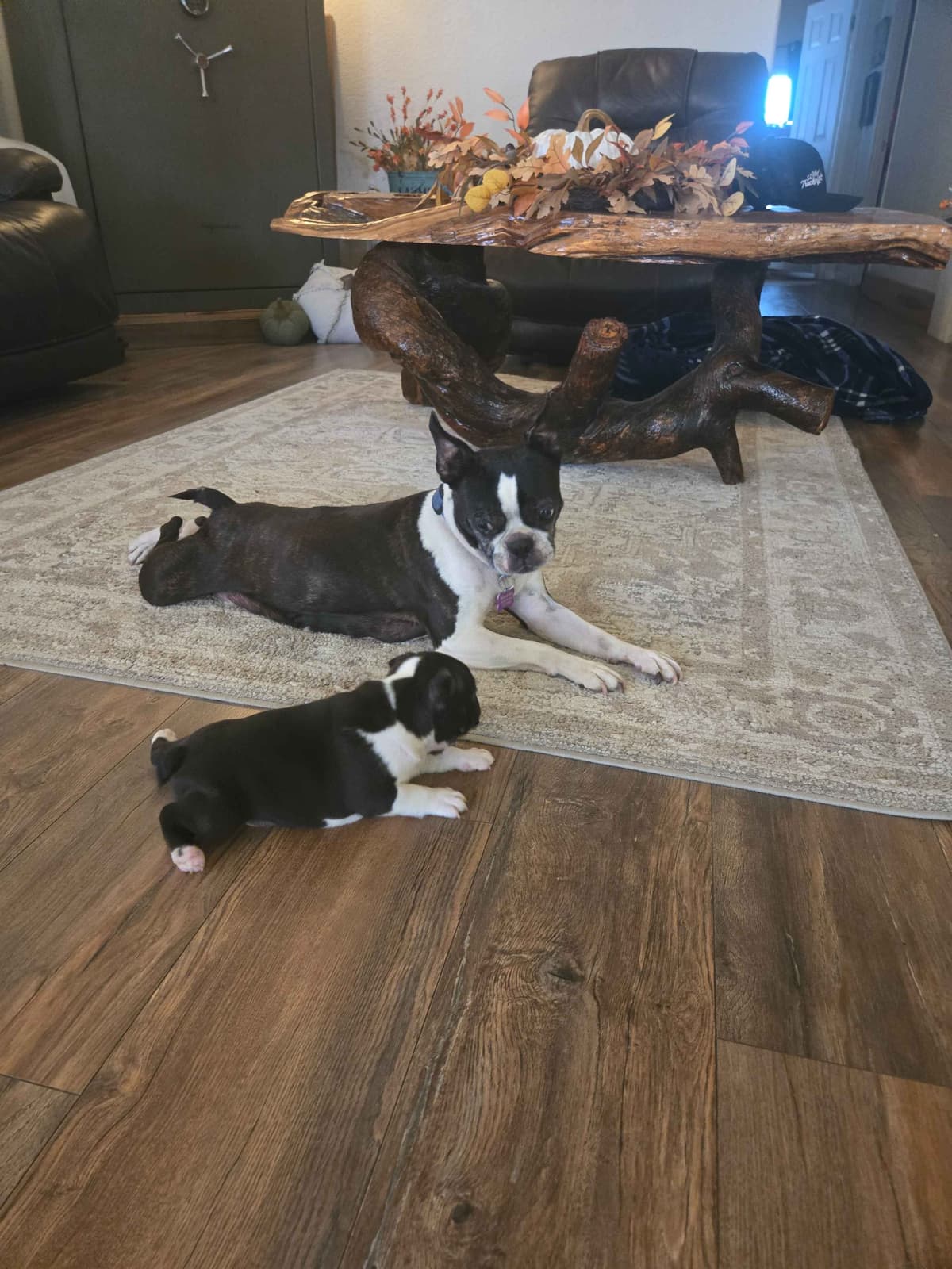Boston Terrier Puppies breeder image 19
