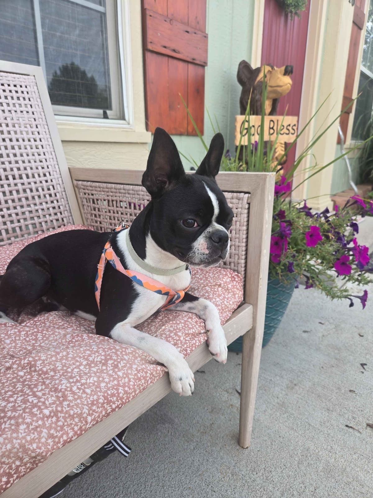 Boston Terrier Puppies breeder image 20