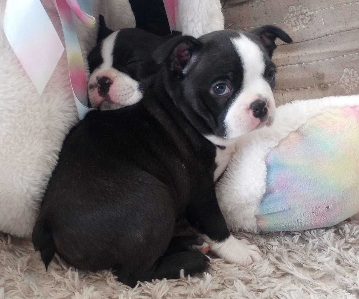Boston Terrier Puppies breeder image 22