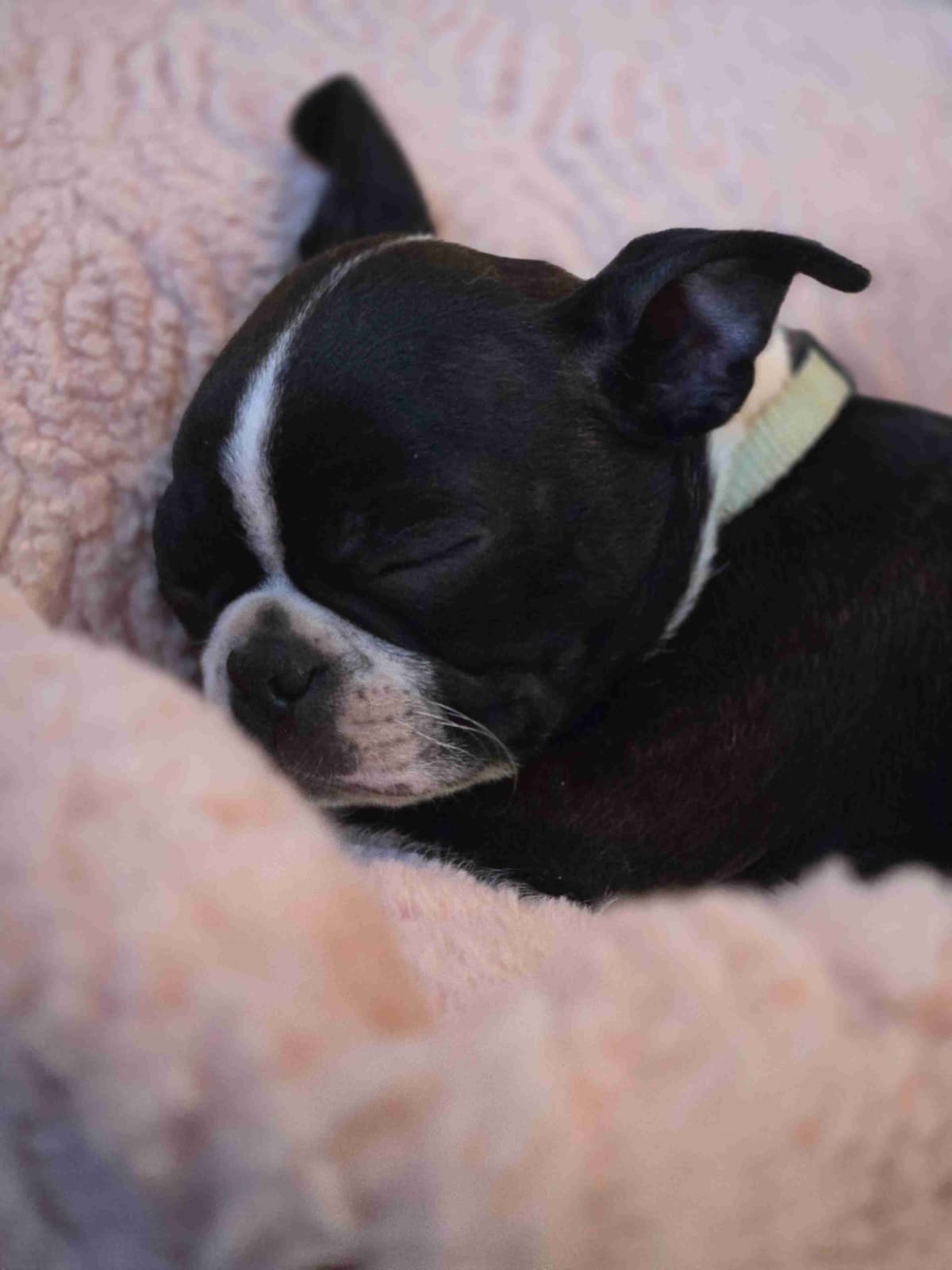 Boston Terrier Puppies breeder image 26