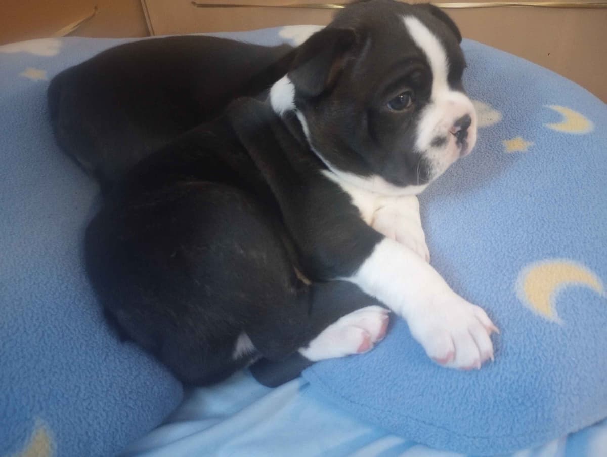 Boston Terrier Puppies breeder image 25