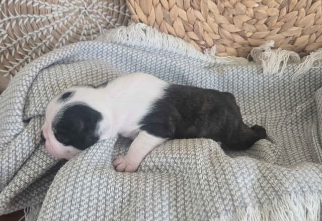 Boston Terrier Puppies media 5