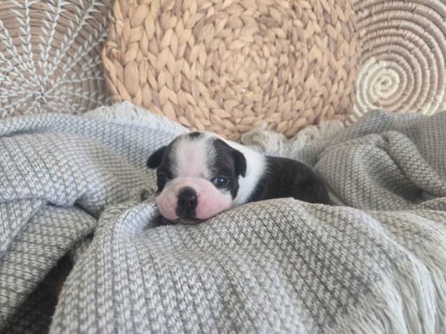 Boston Terrier Puppies media 6