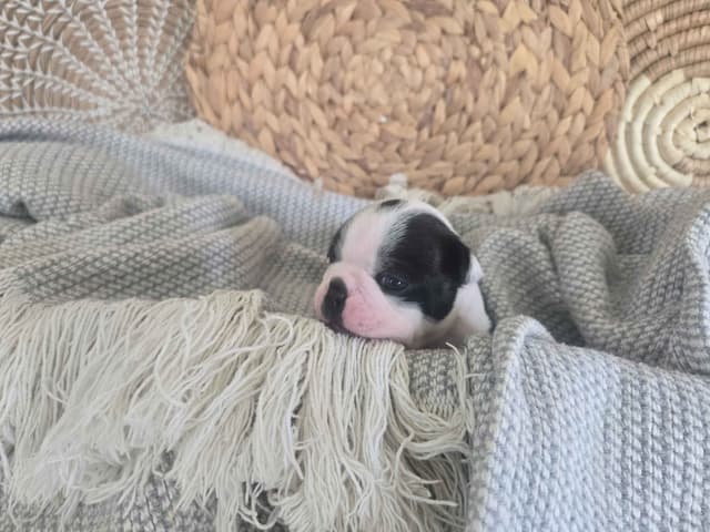 Boston Terrier Puppies media 2