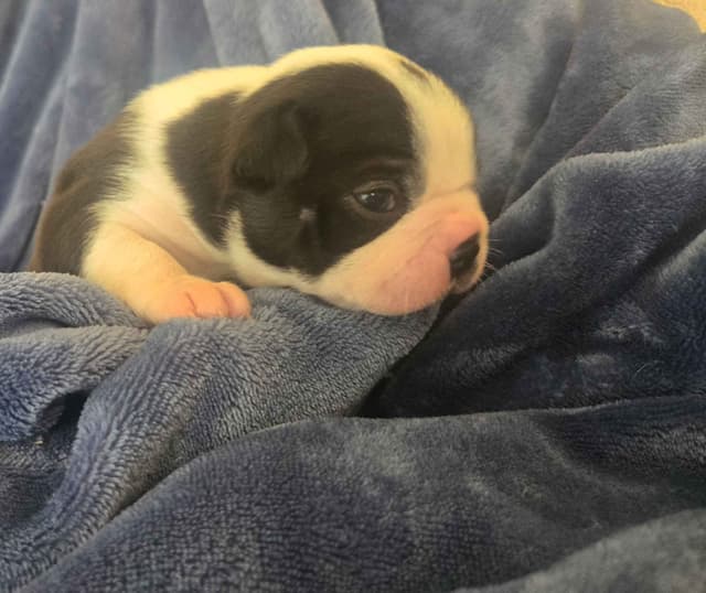 Boston Terrier Puppies media 7
