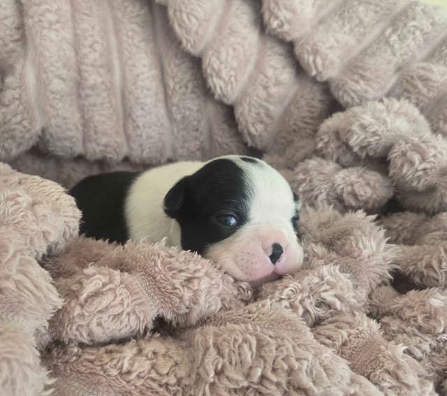 Boston Terrier Puppies media 9