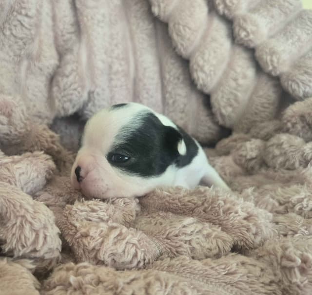 Boston Terrier Puppies media 11