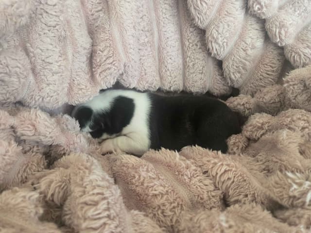 Boston Terrier Puppies media 12