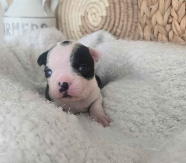 Boston Terrier Puppies media 13