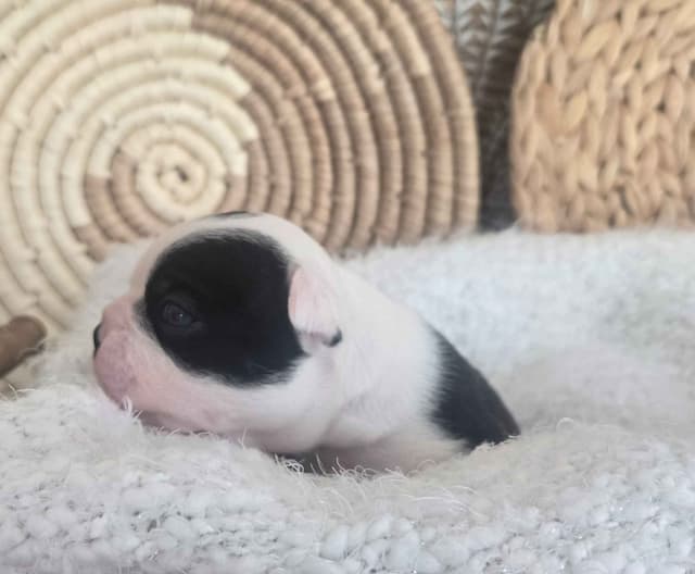 Boston Terrier Puppies media 14